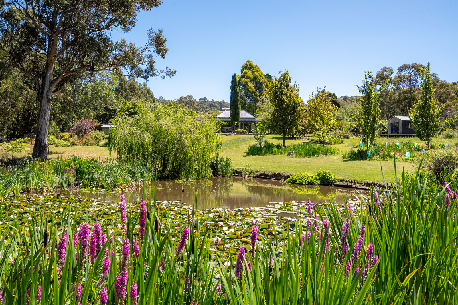 lily pad pond with flowers 